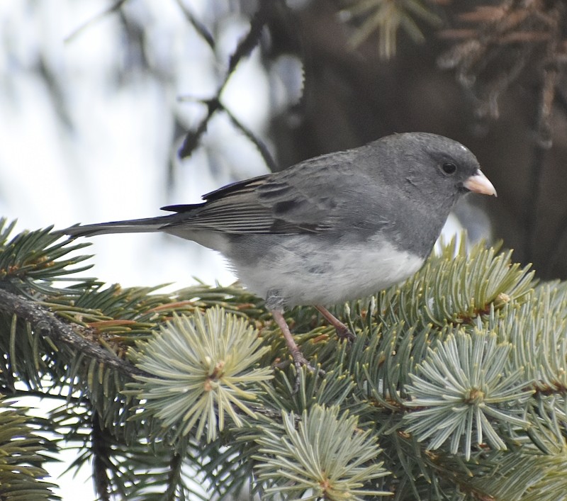 Dark-eyed Junco - ML646310521
