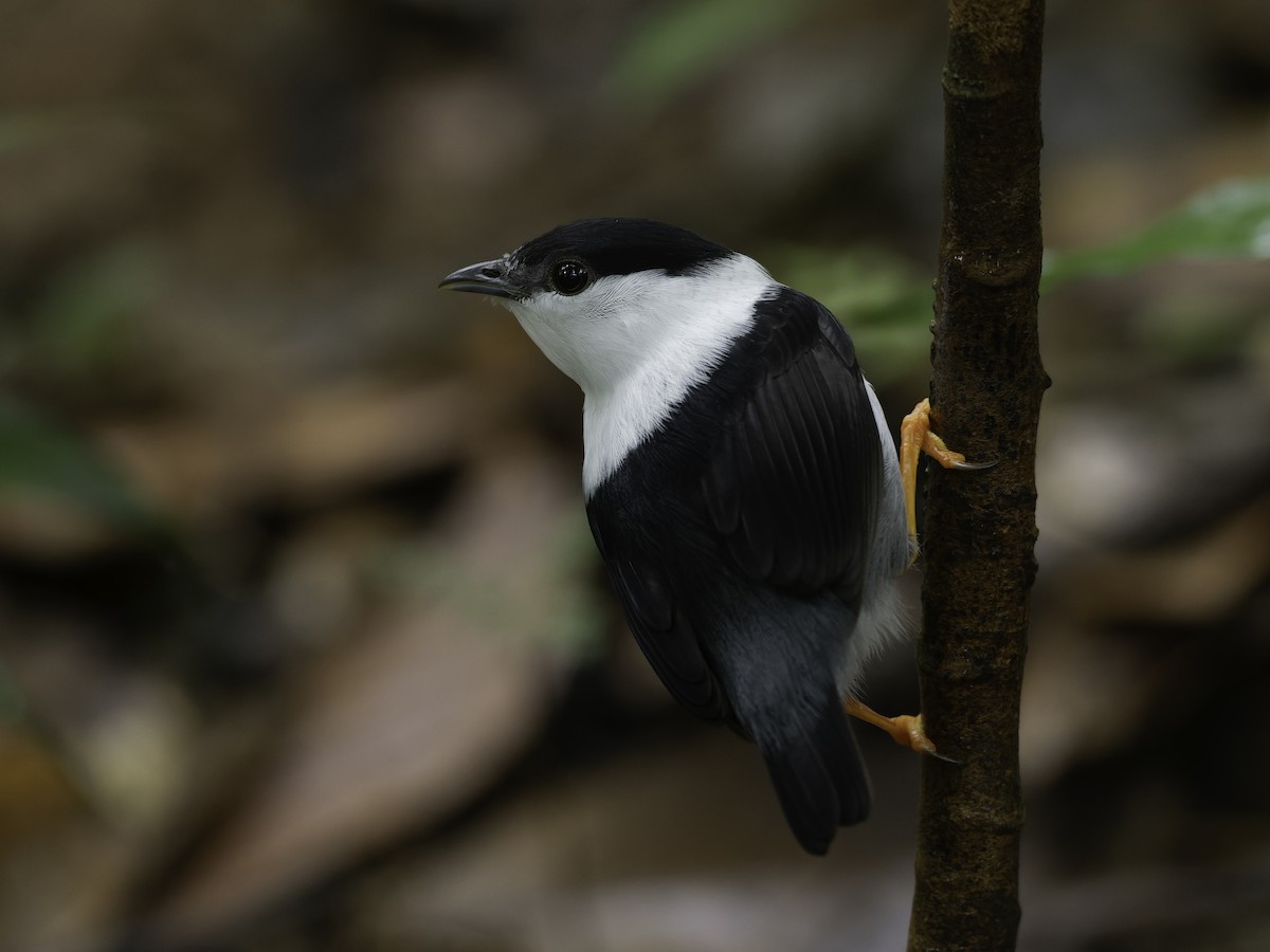 White-bearded Manakin - ML646310522