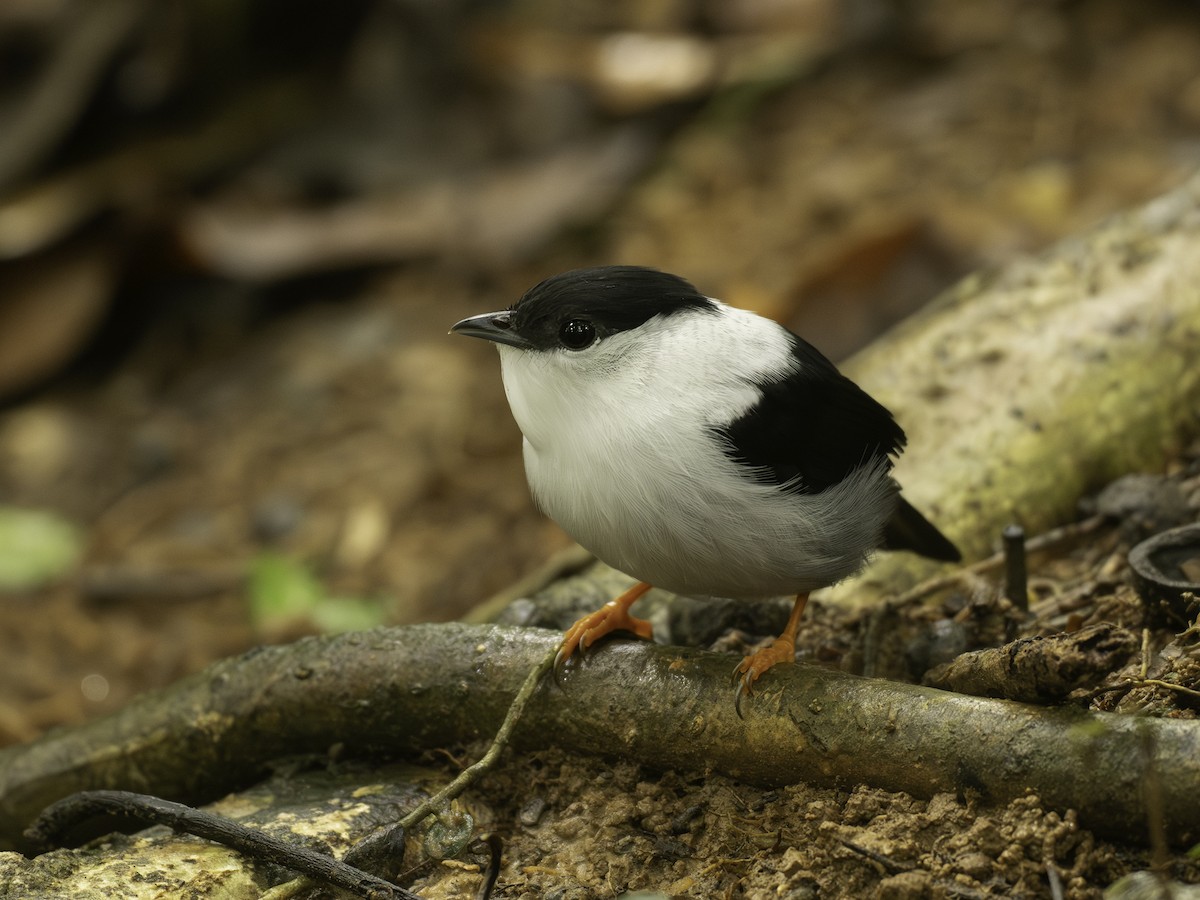 White-bearded Manakin - ML646310523