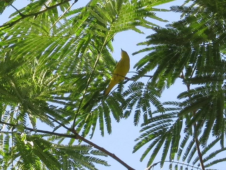 Northern Yellow Warbler - ML646310524