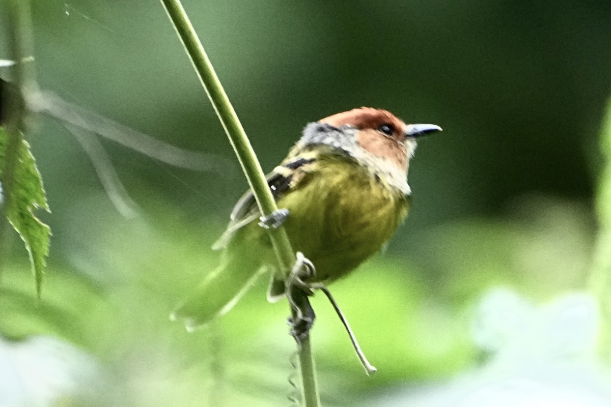 Rufous-crowned Tody-Flycatcher - ML646310525