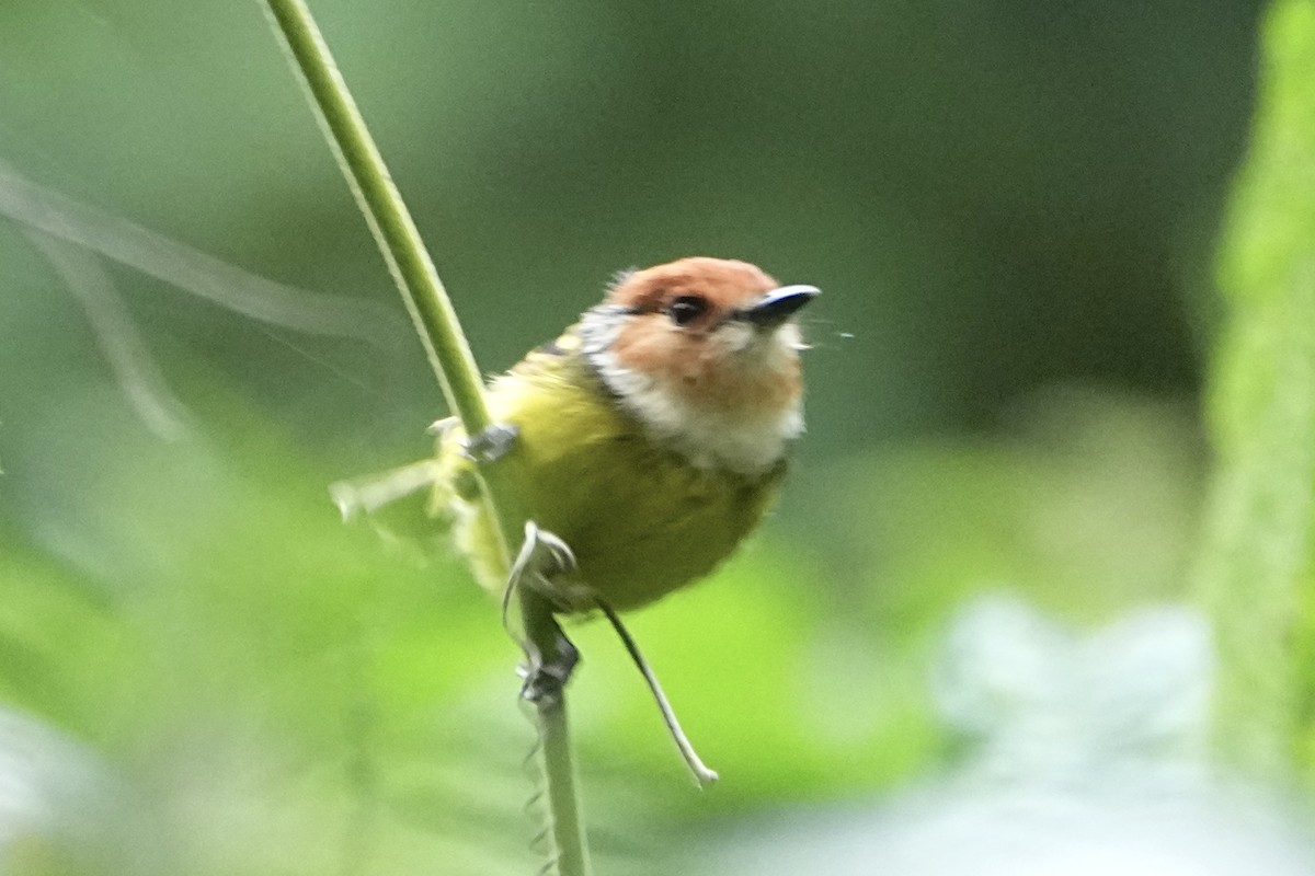 Rufous-crowned Tody-Flycatcher - ML646310526