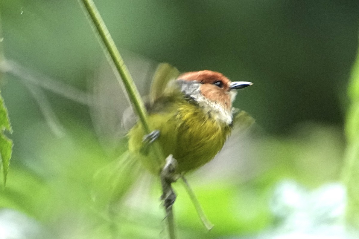 Rufous-crowned Tody-Flycatcher - ML646310527