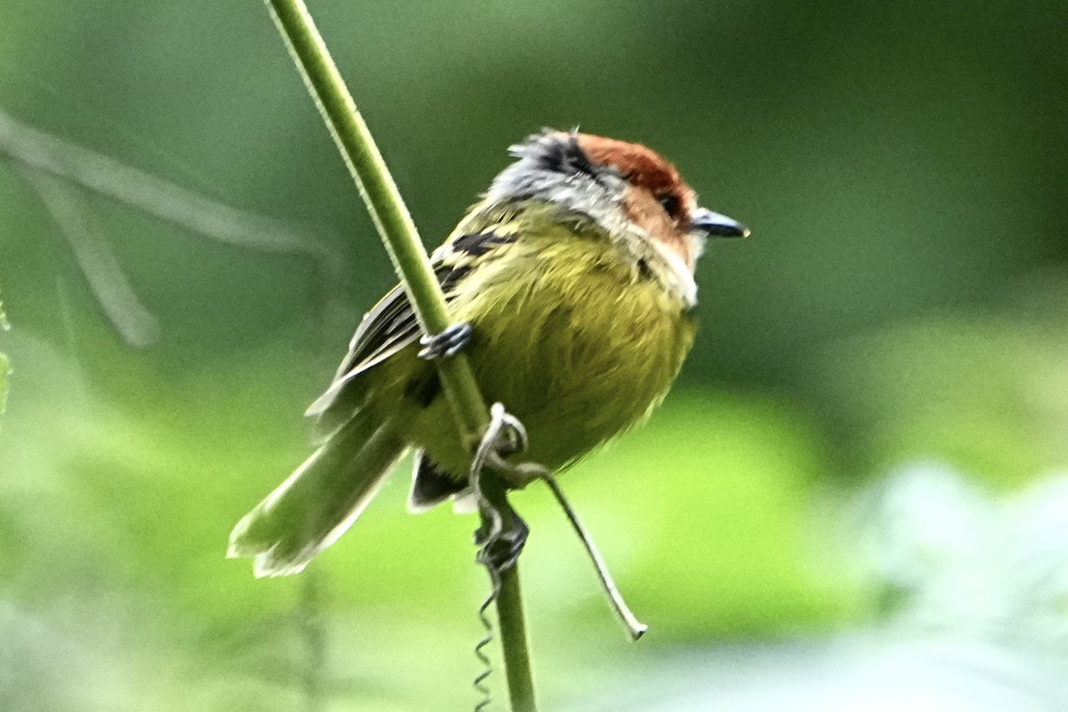 Rufous-crowned Tody-Flycatcher - ML646310528