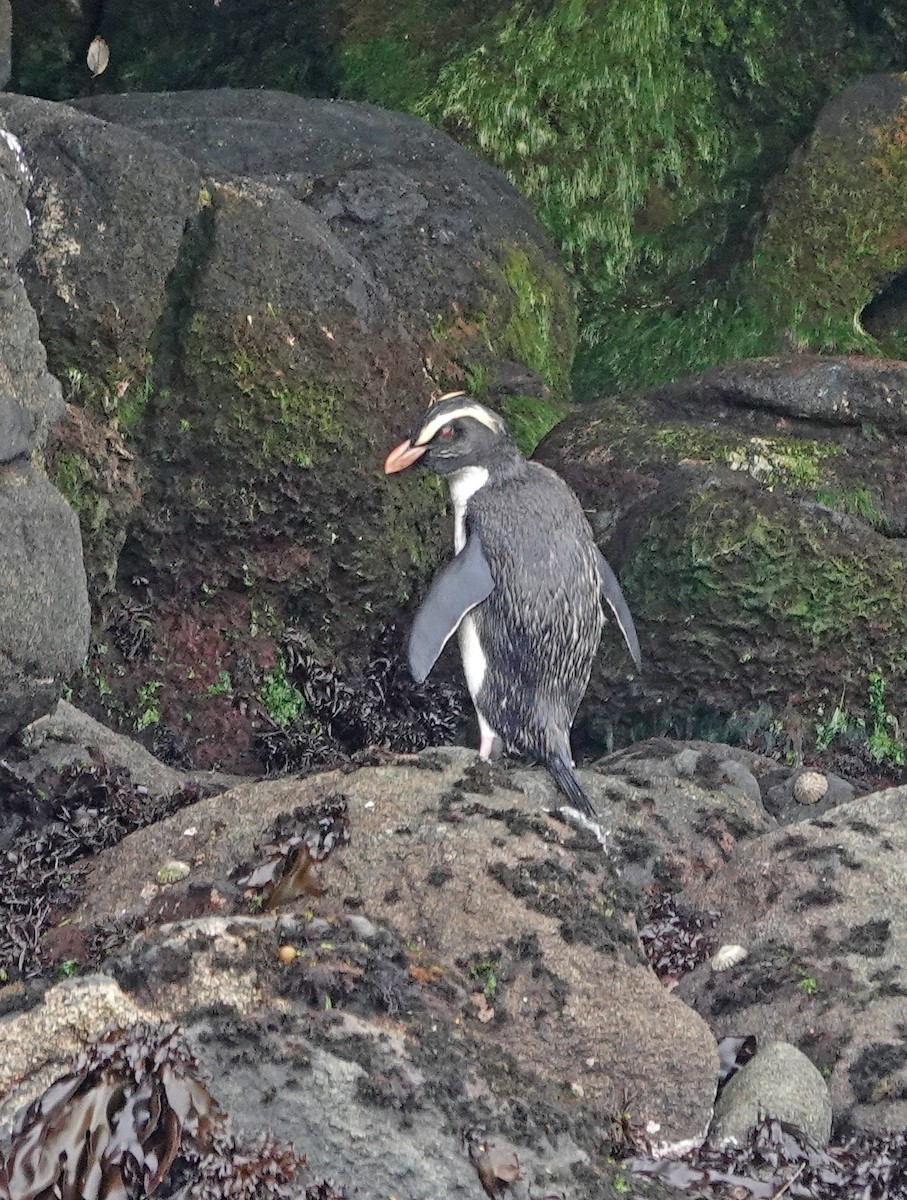 Fiordland Penguin - ML646310529