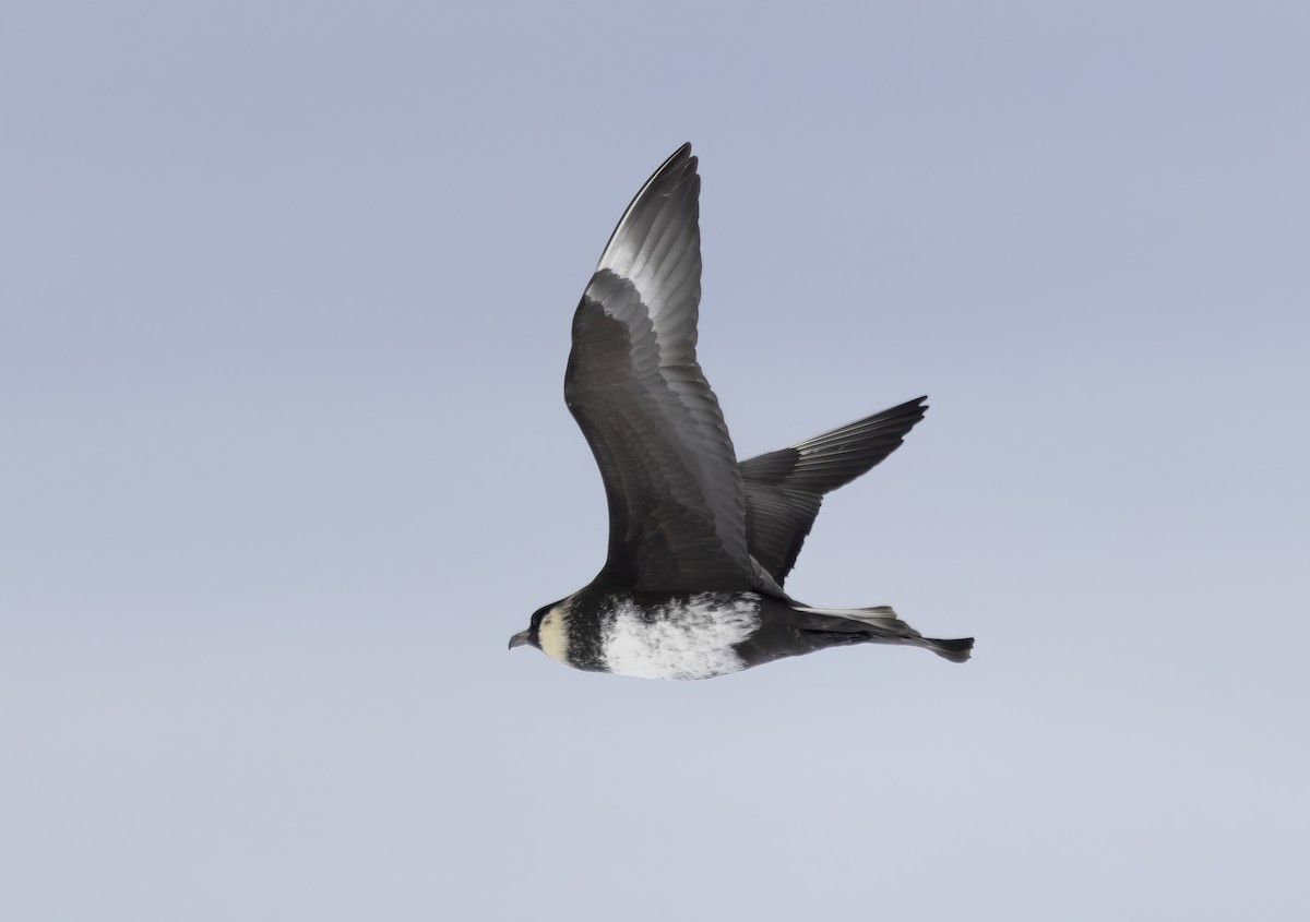 Pomarine Jaeger - ML646310533