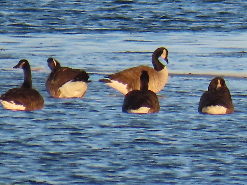 Canada Goose - ML646310534