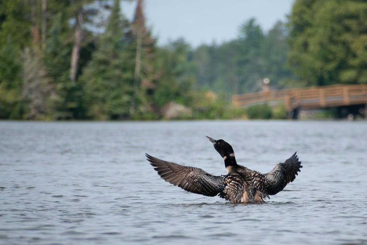 Common Loon - ML646310535
