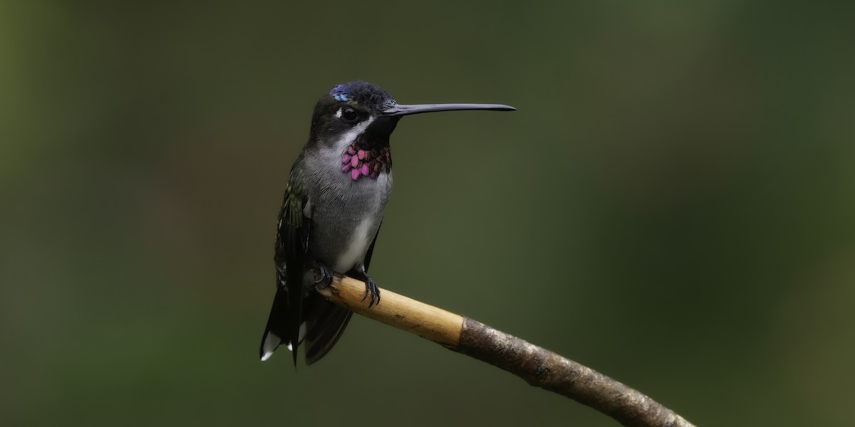 Long-billed Starthroat - ML646310536