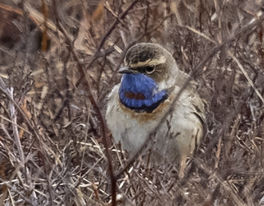 Bluethroat - ML646310538