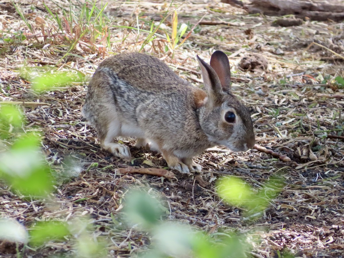 Cottontail Rabbits - ML646310541