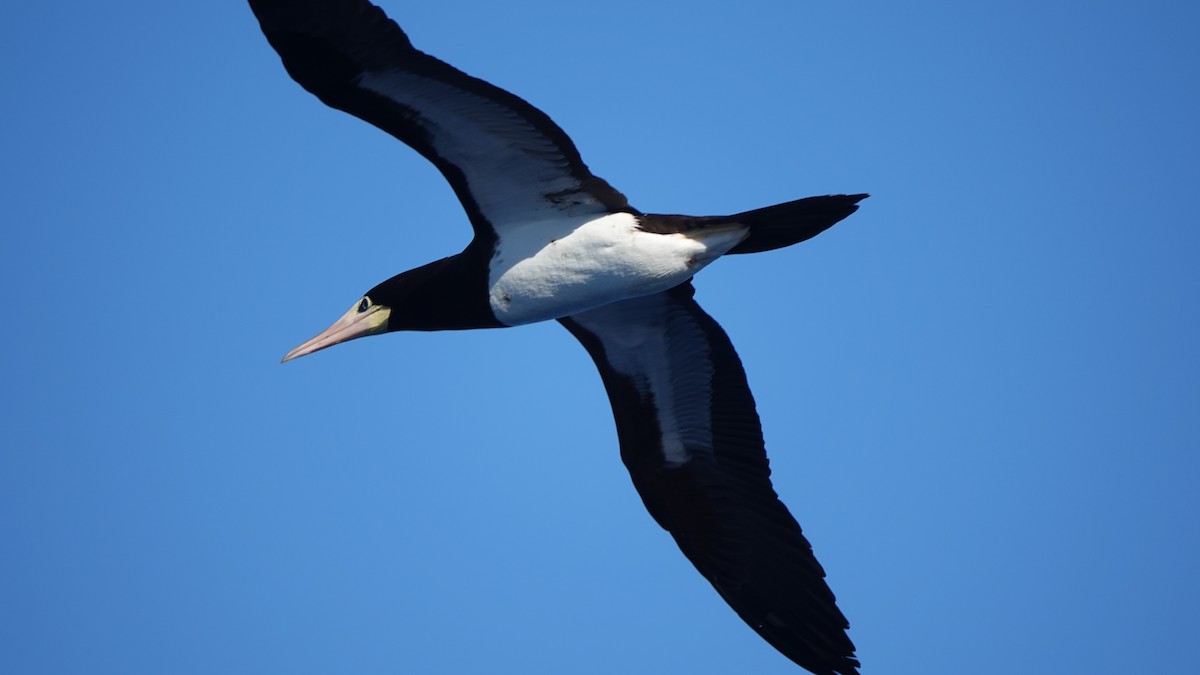 Brown Booby - ML646310542