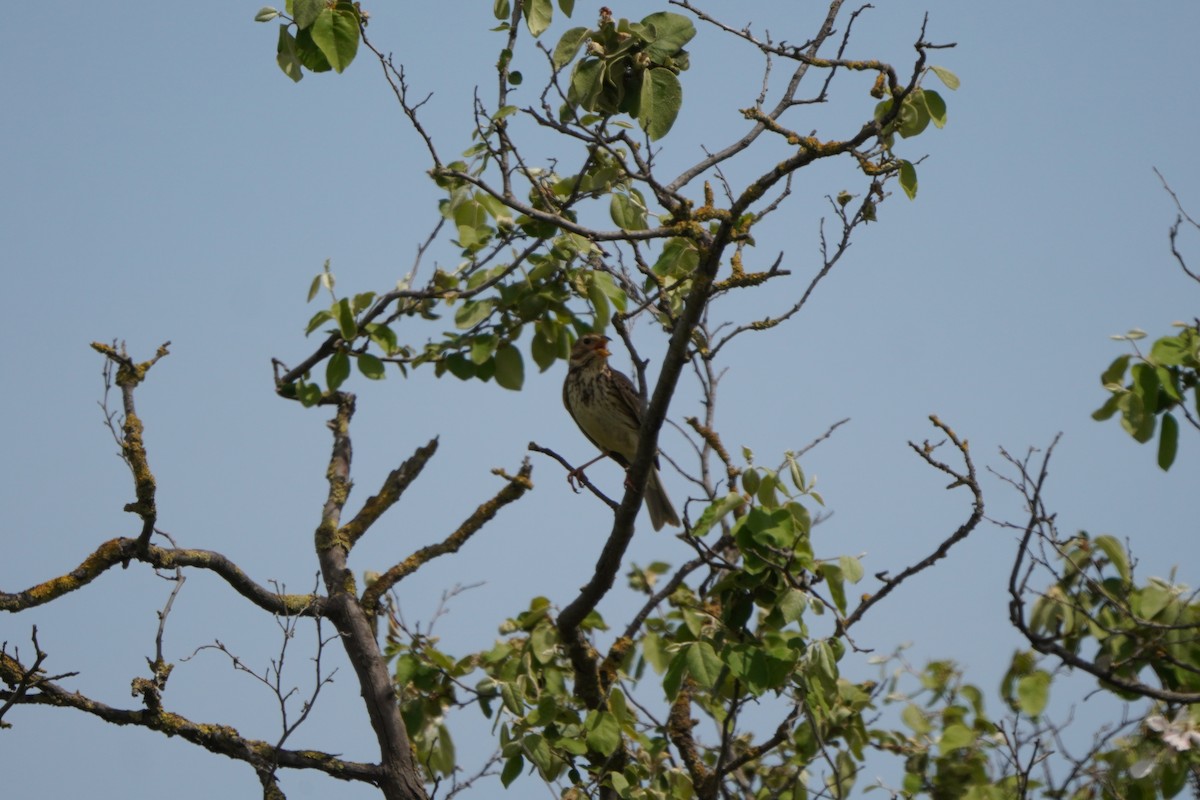 Corn Bunting - ML646310543