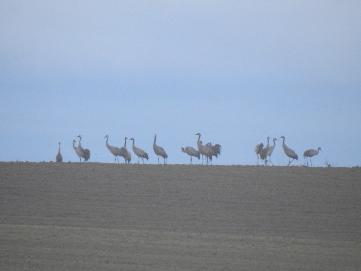 Common Crane - ML646310545