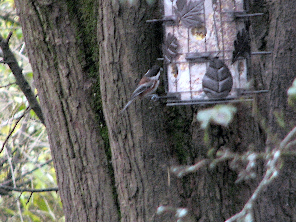 Chestnut-backed Chickadee - ML646310546