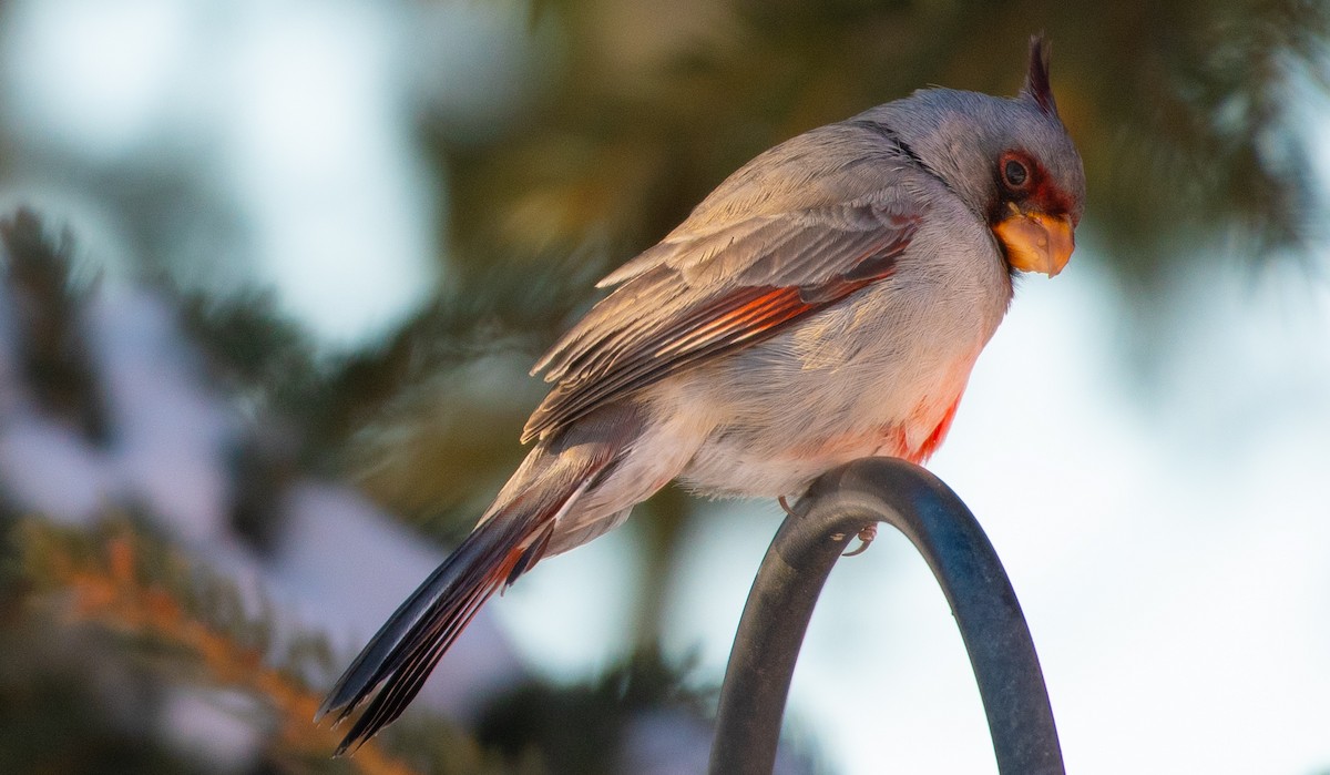 Pyrrhuloxia - ML646310547