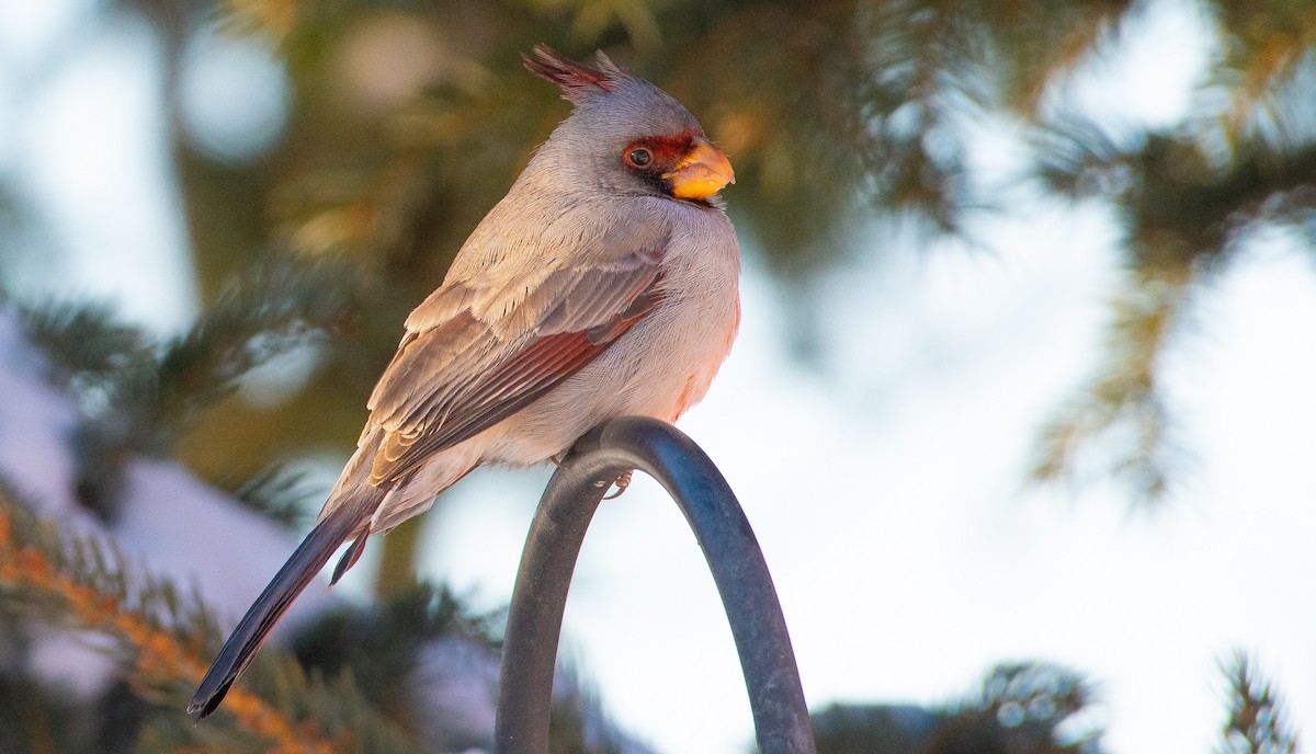 Pyrrhuloxia - ML646310548