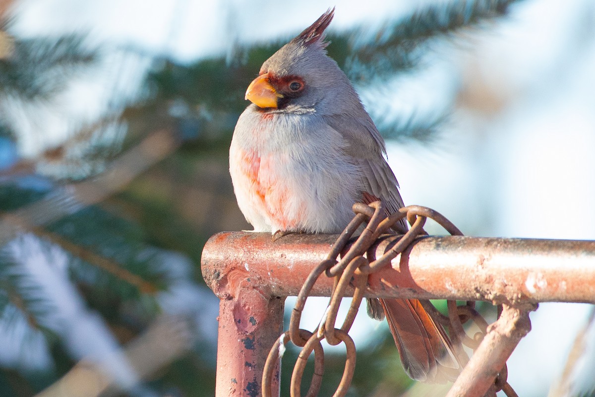 Pyrrhuloxia - ML646310549