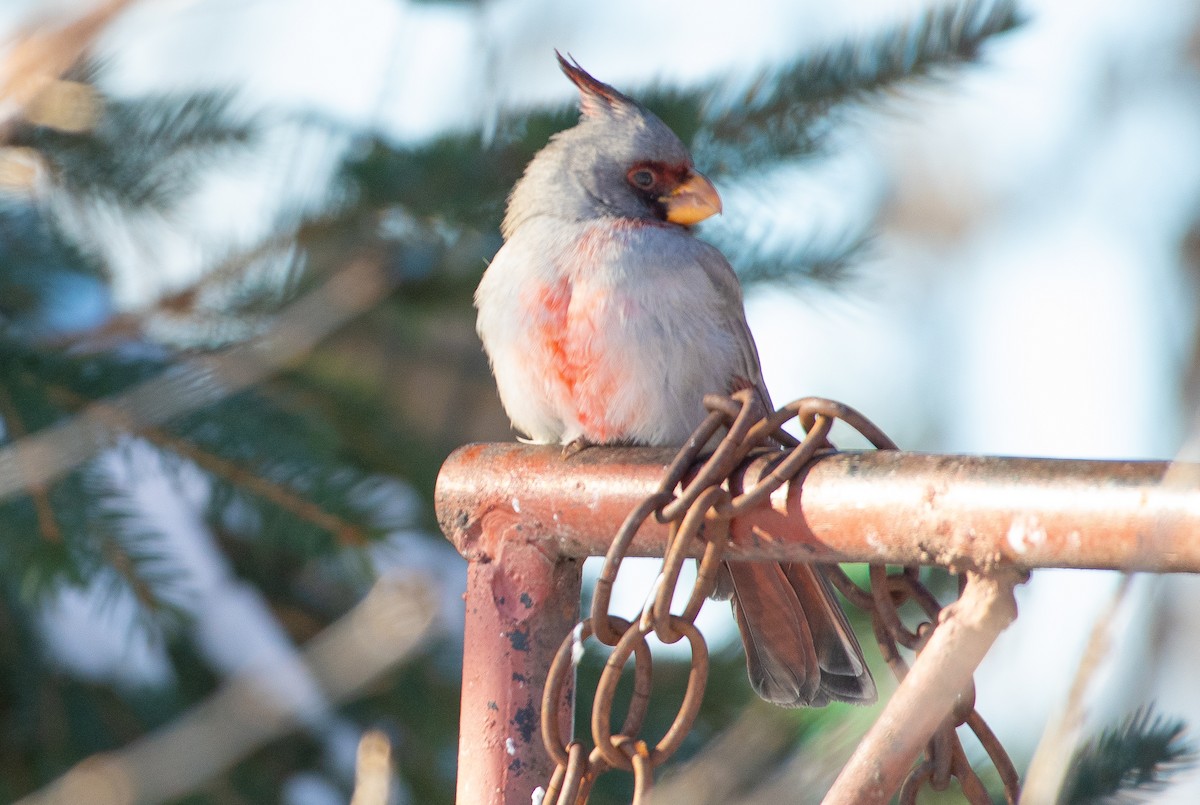 Pyrrhuloxia - ML646310550