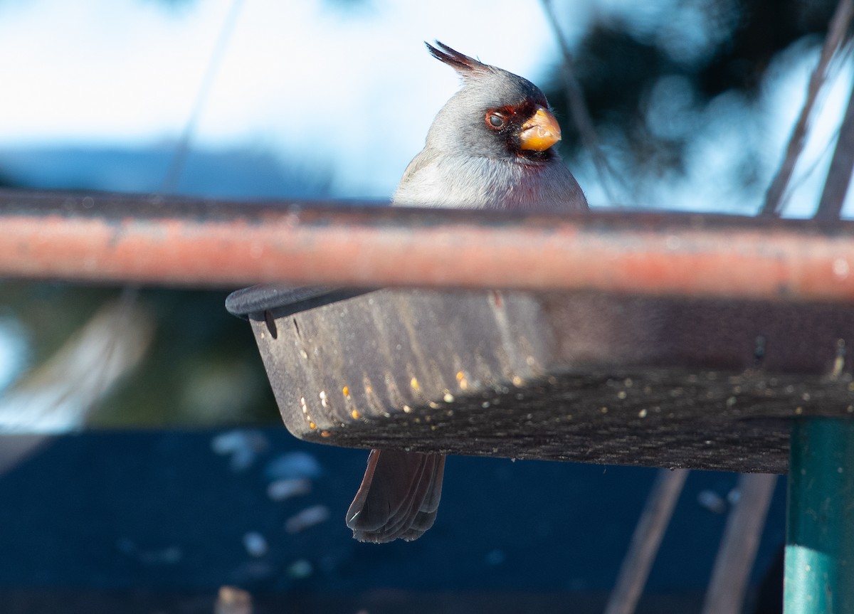 Pyrrhuloxia - ML646310551