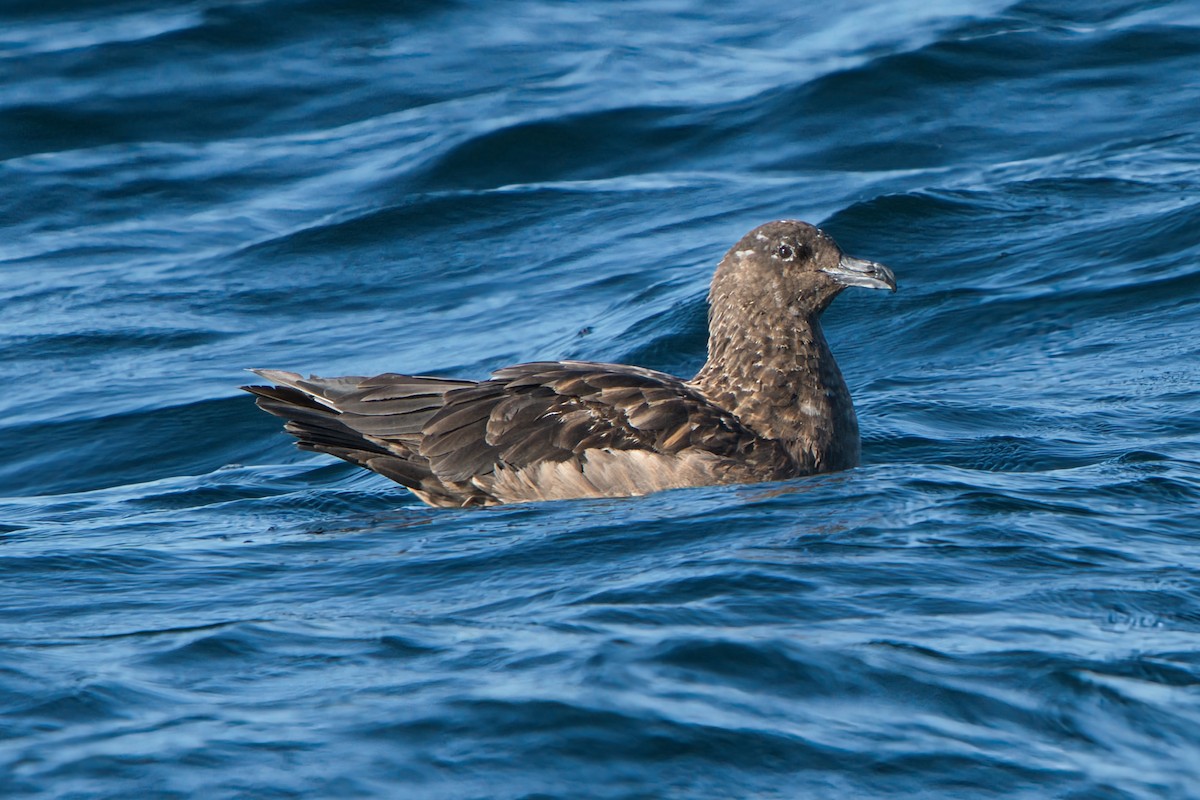Great Skua - ML646310552