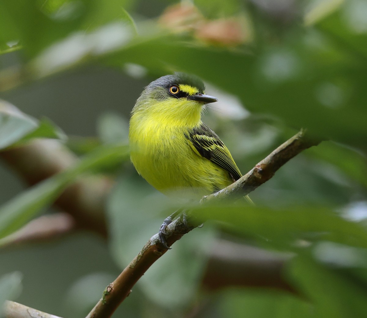 Gray-headed Tody-Flycatcher - ML646310553