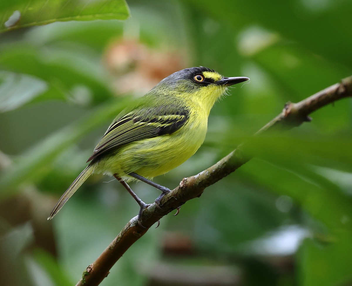 Gray-headed Tody-Flycatcher - ML646310554