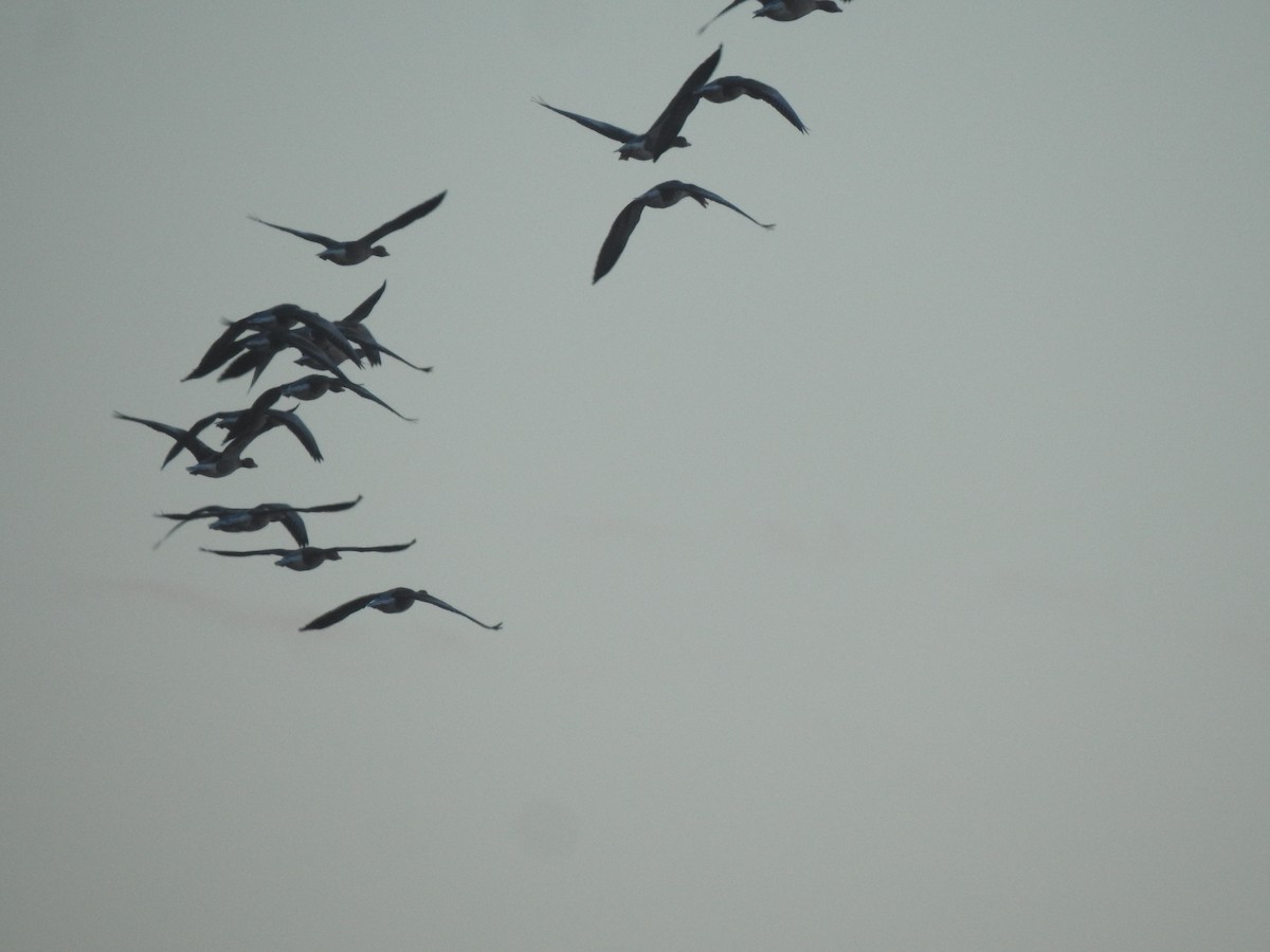 Antzara hankagorrizta - ML646310566