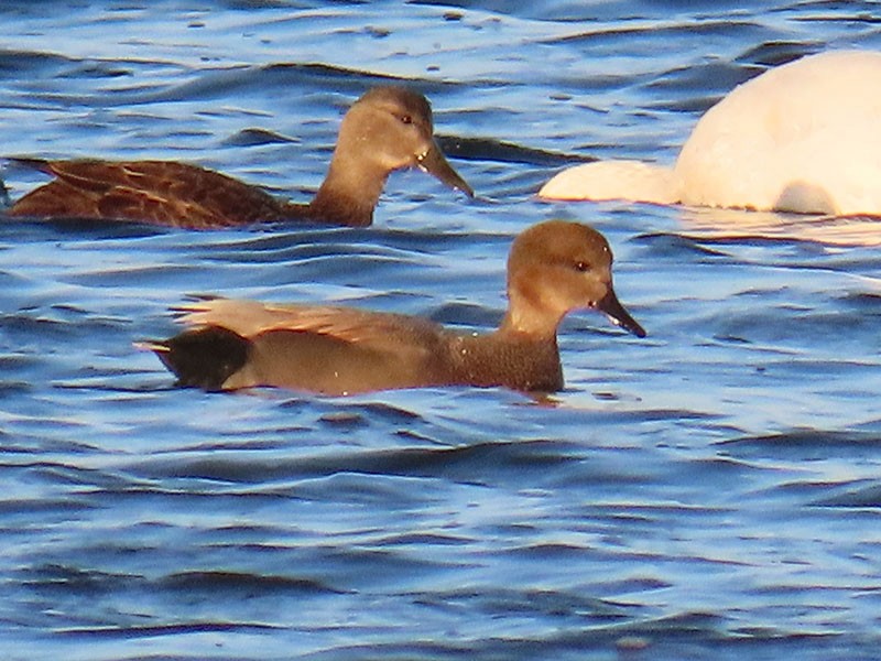 Ipar-ahatea - ML646310577