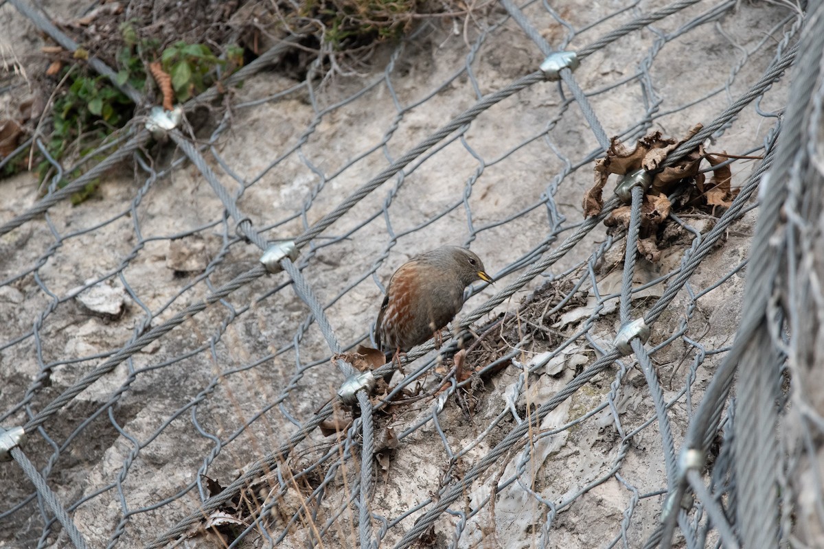 Alpine Accentor - ML646310578