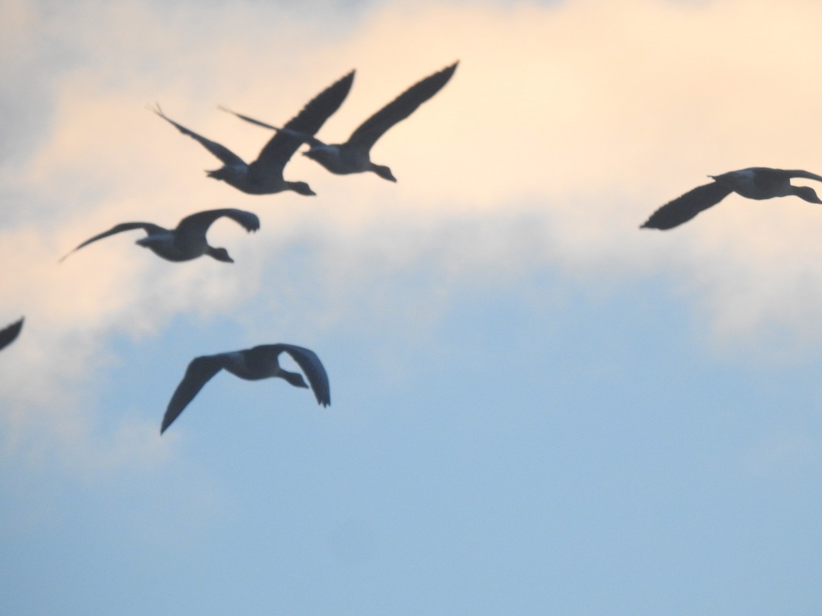 Antzara hankagorrizta - ML646310579