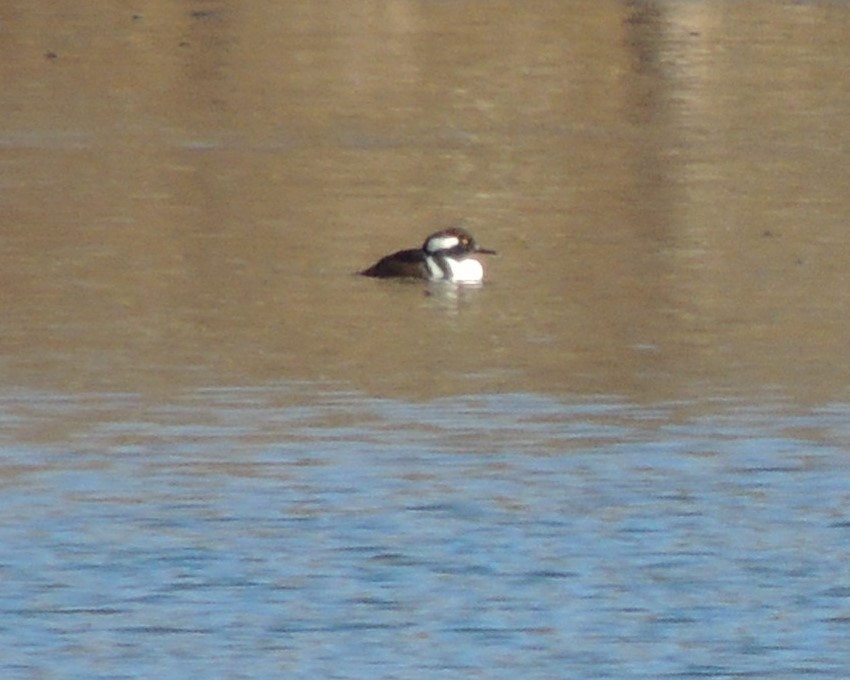Hooded Merganser - ML646310583
