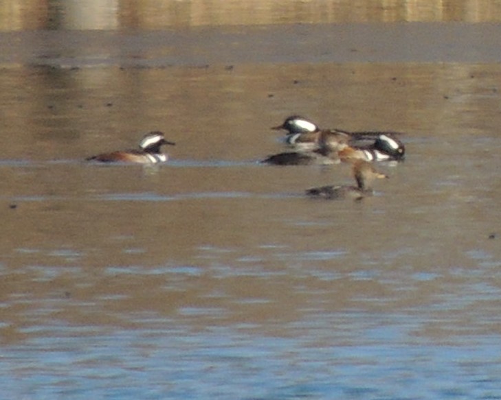 Hooded Merganser - ML646310584