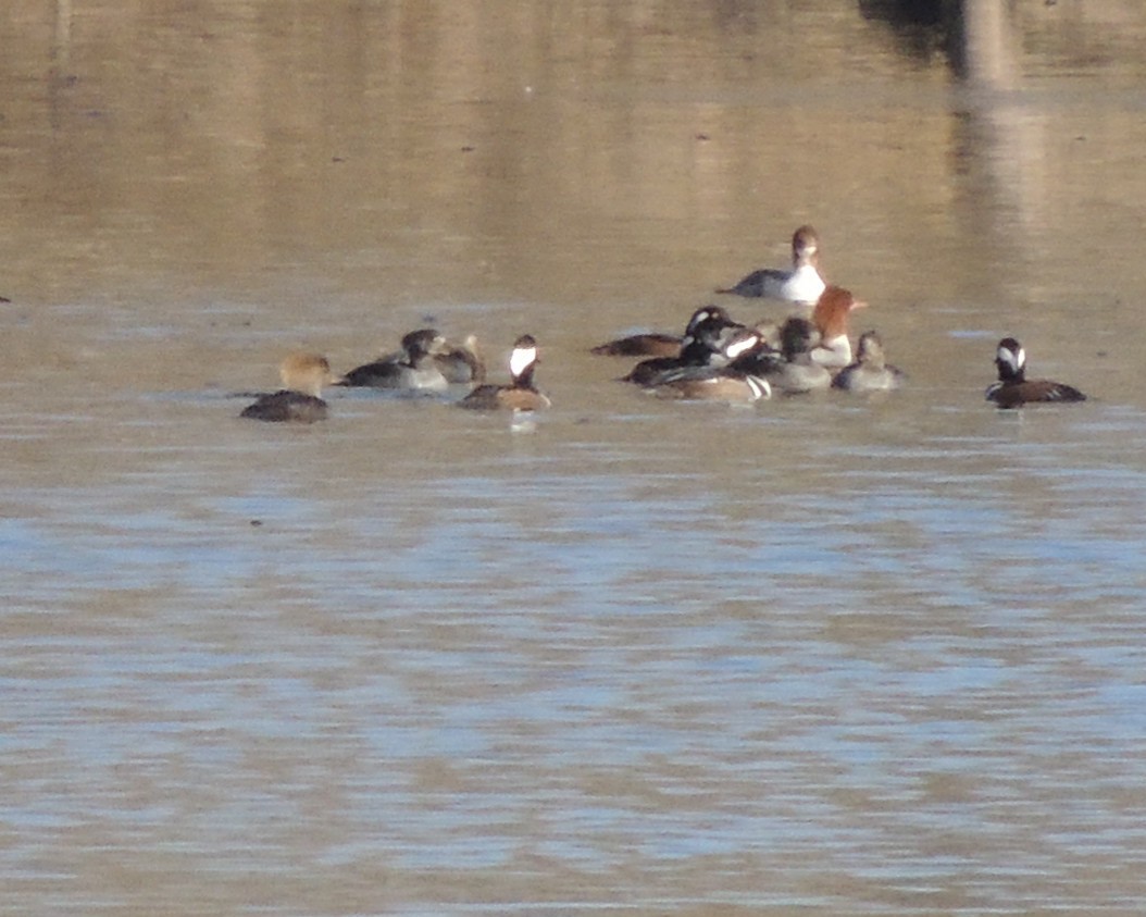 Hooded Merganser - ML646310585