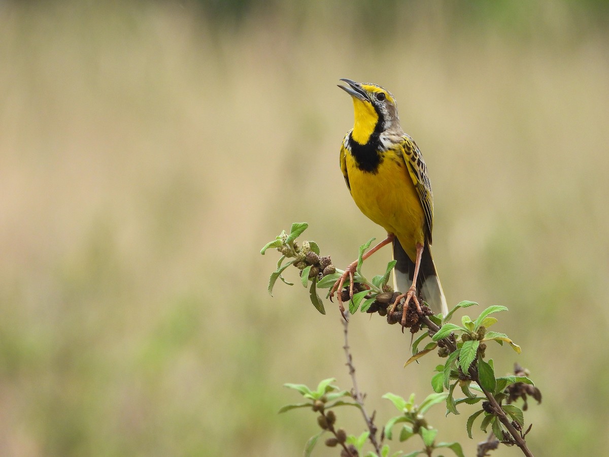 Yellow-throated Longclaw - ML646310586