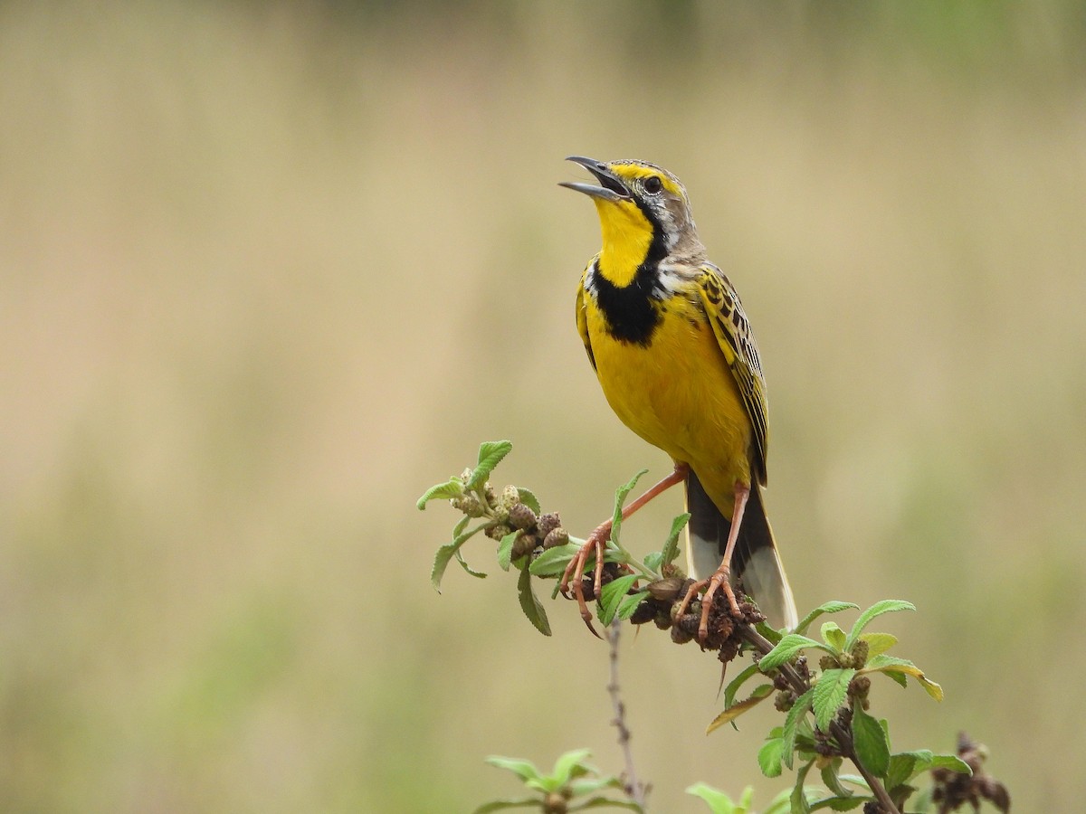 Yellow-throated Longclaw - ML646310587