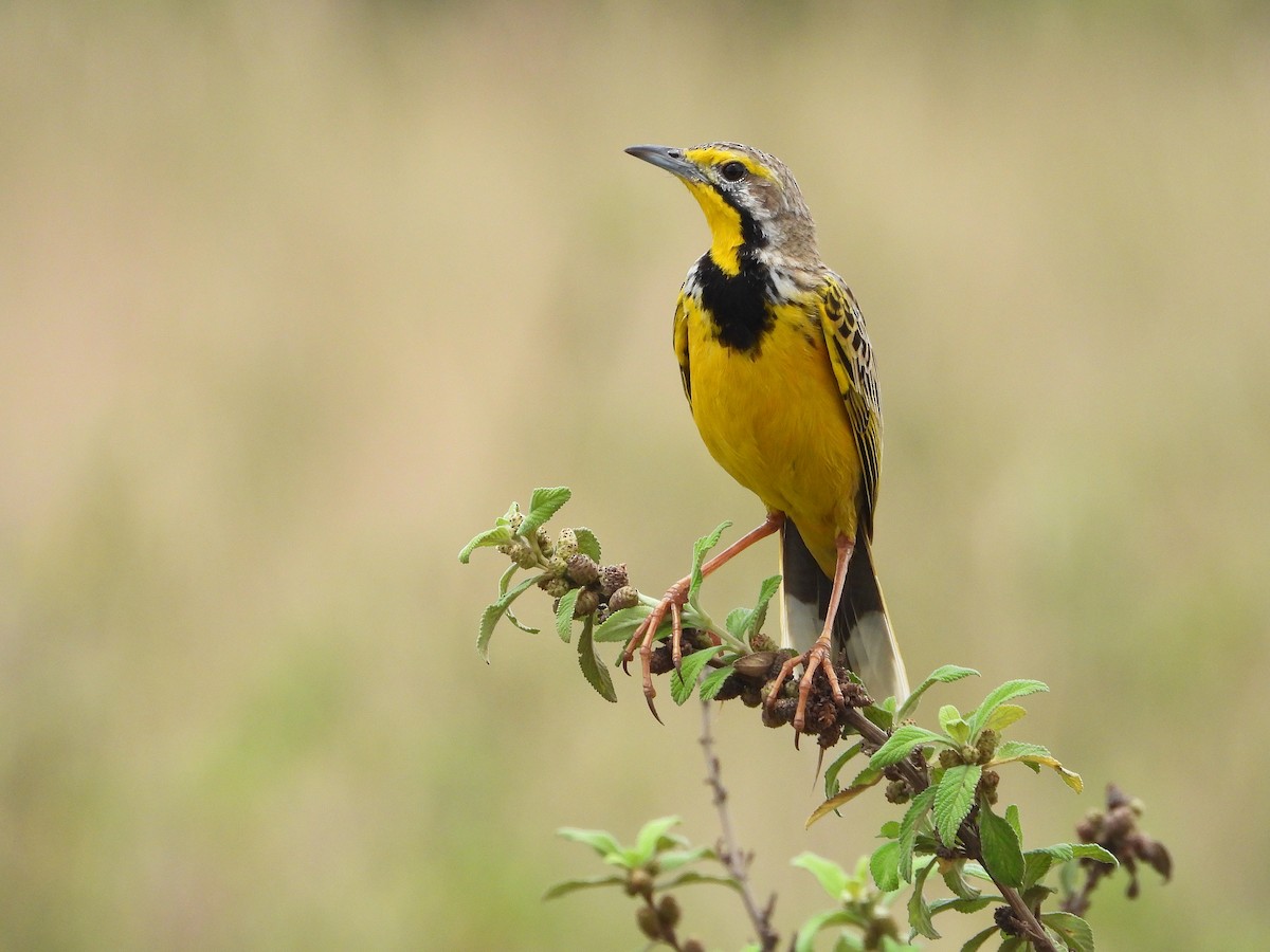 Yellow-throated Longclaw - ML646310588