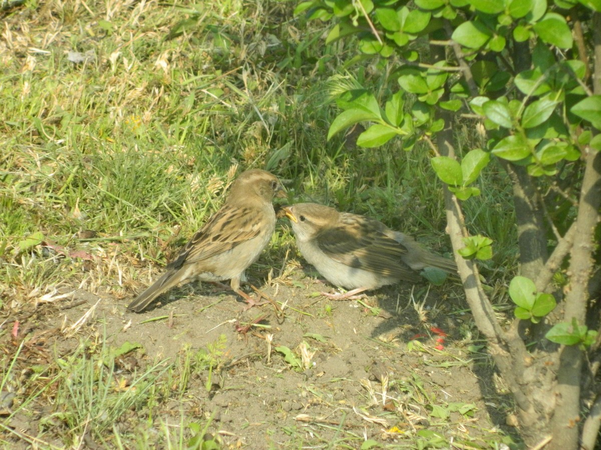 Gorrión Común - ML646310590