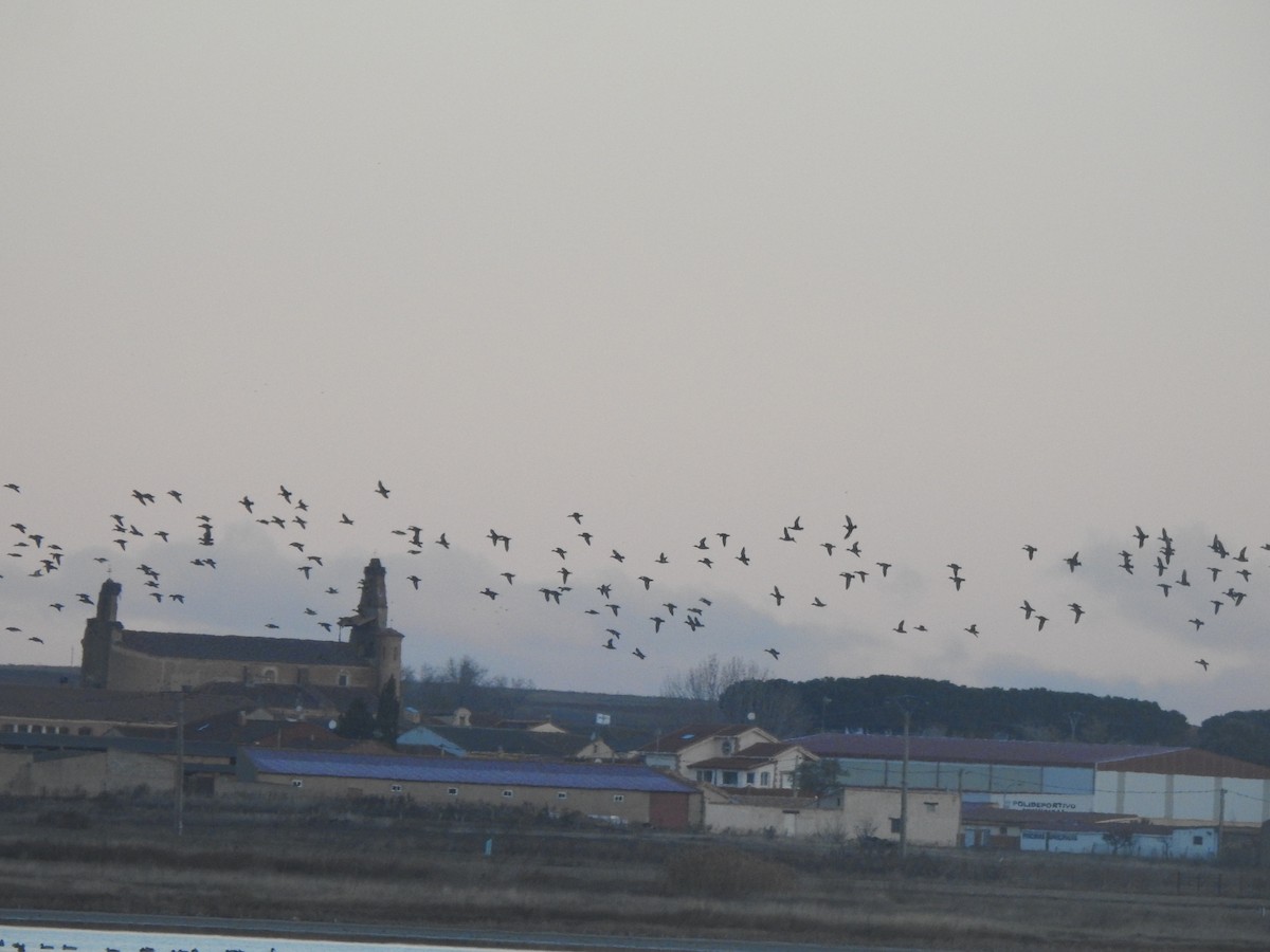 Antzara hankagorrizta - ML646310593