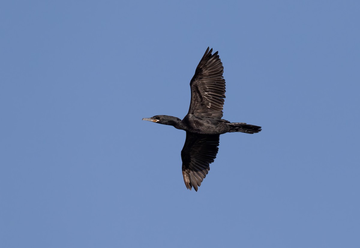 Neotropic Cormorant - ML646310596