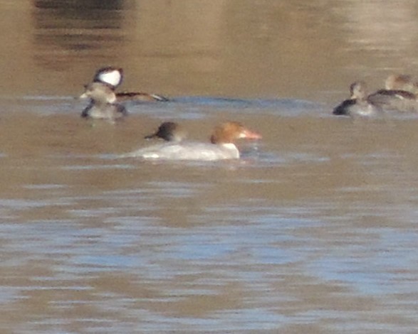 Common Merganser - ML646310597