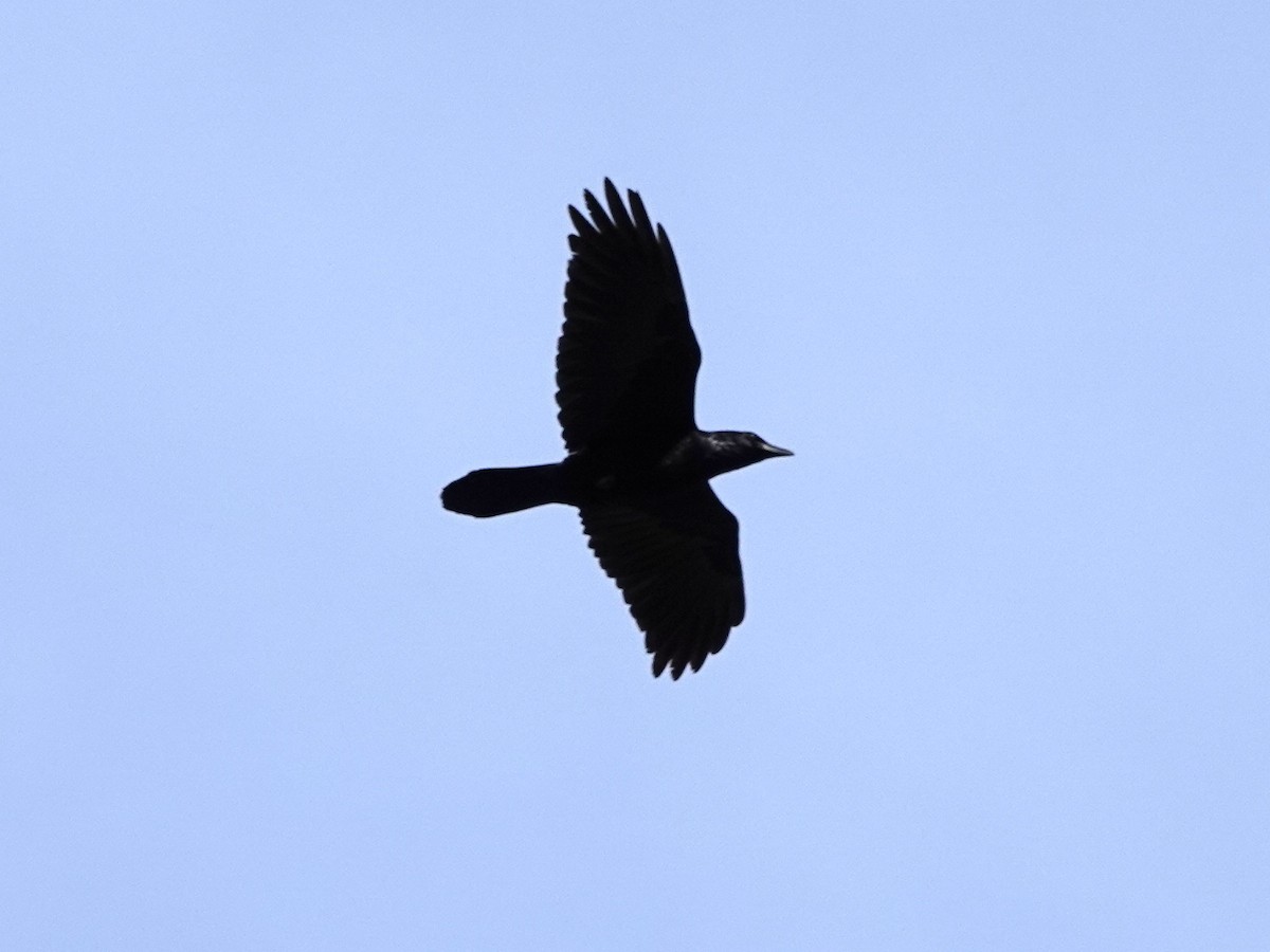 עורב שחור - ML646310599