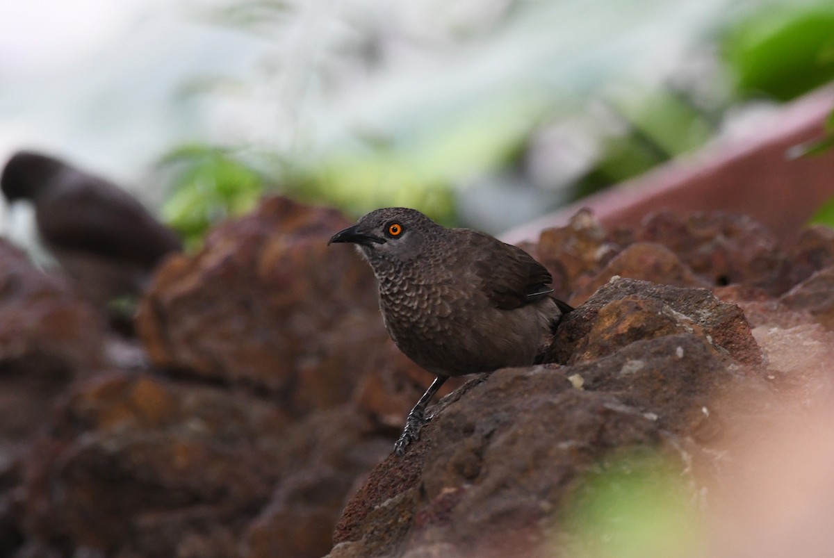 Brown Babbler - ML646310604