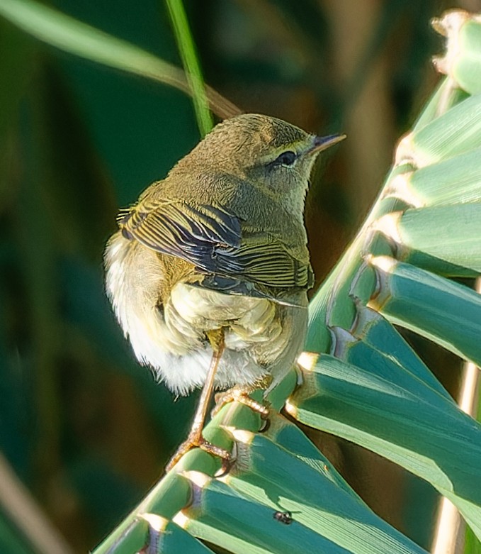 Willow Warbler - ML646310605