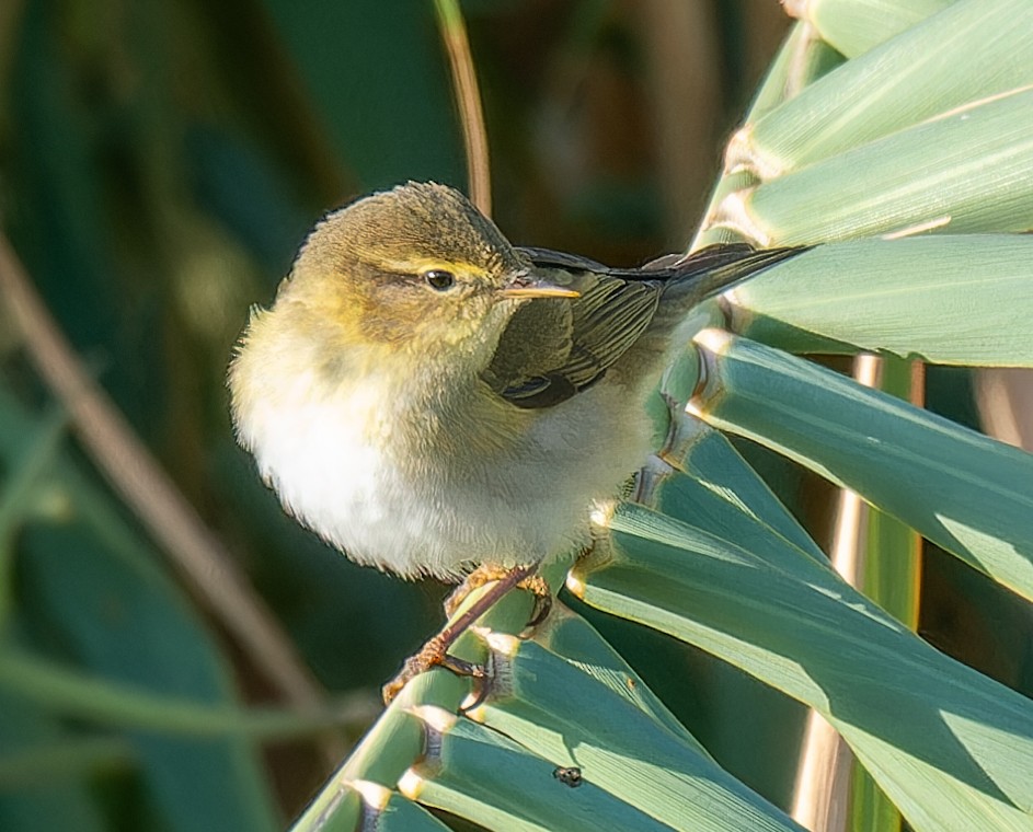 Willow Warbler - ML646310606
