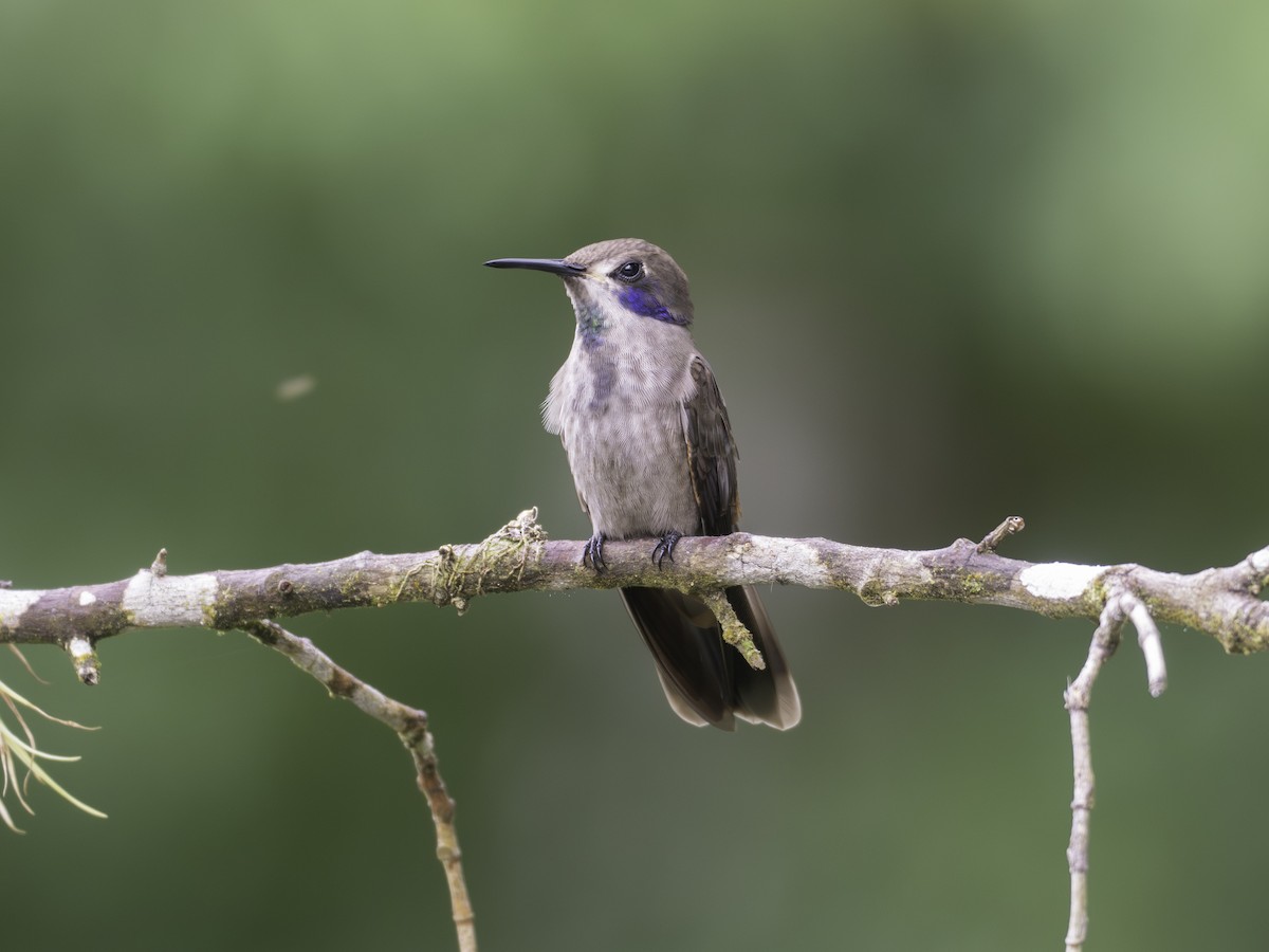 Brown Violetear - ML646310613