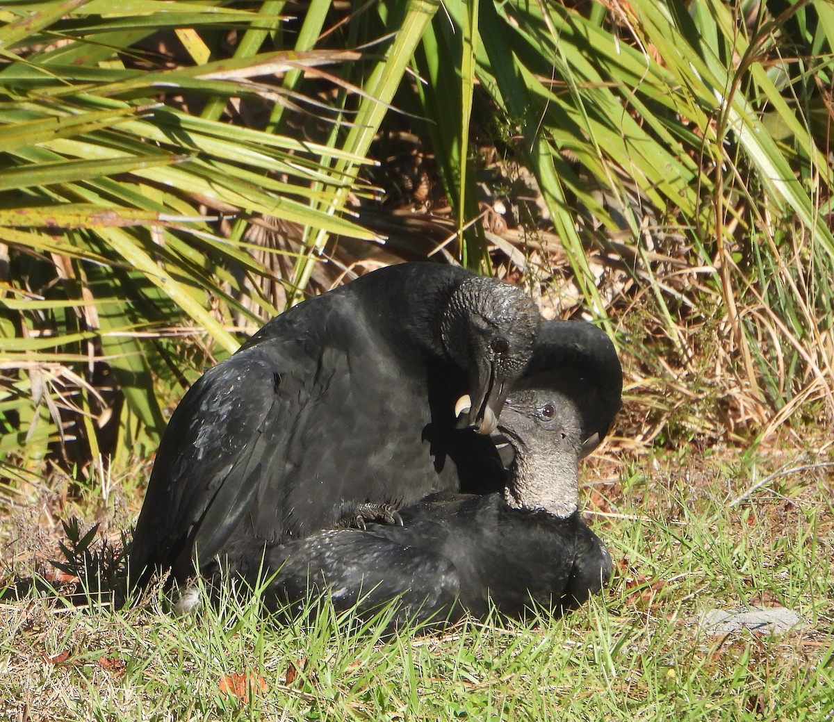 Black Vulture - ML646310615
