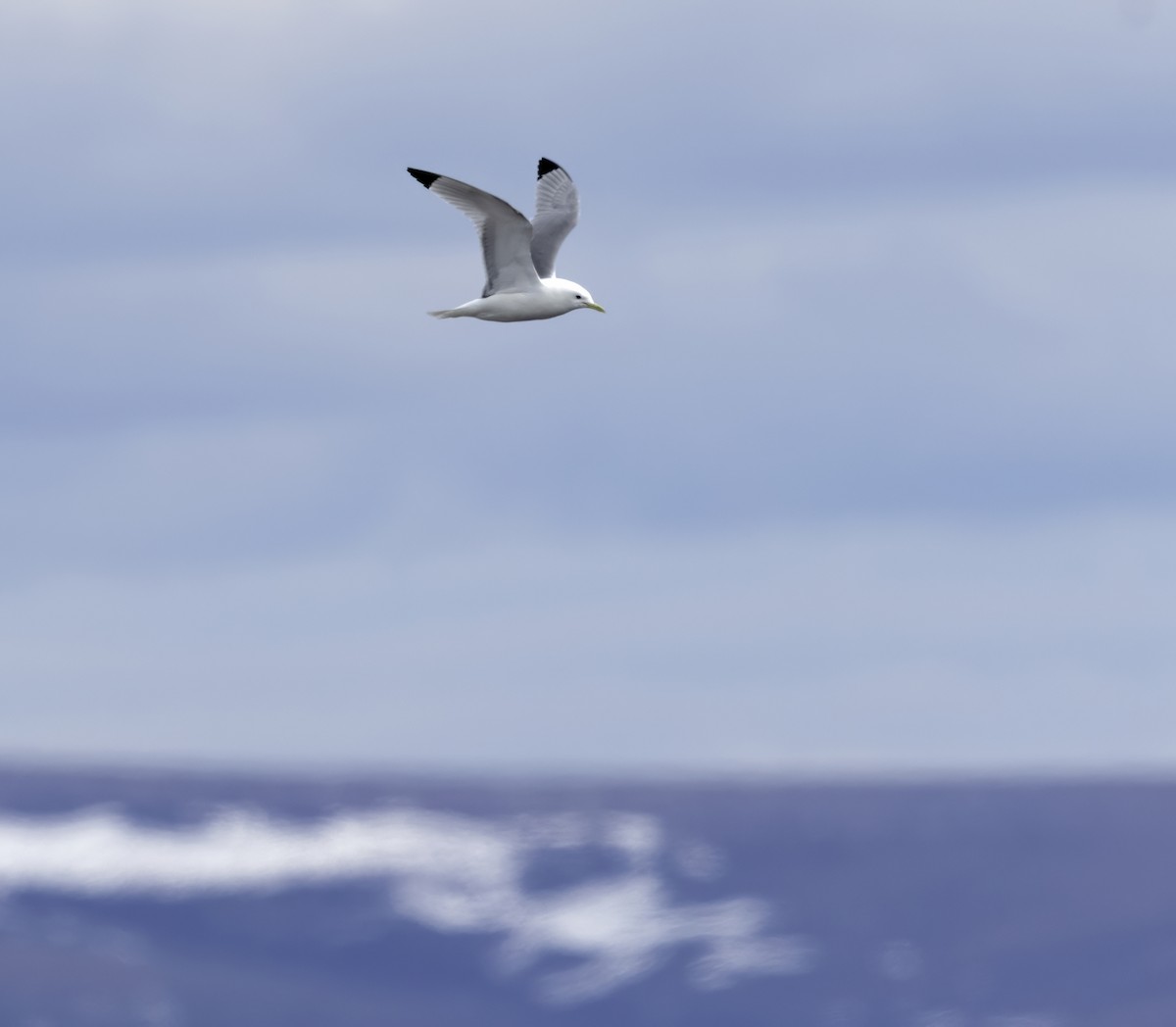 Моевка - ML646310618