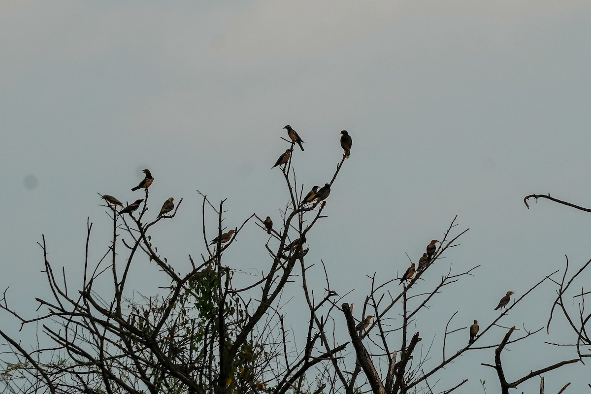 Rosy Starling - ML646310619