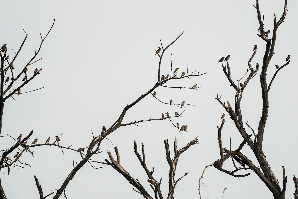 Rosy Starling - ML646310620